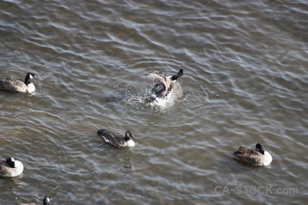 Bird pond water aquatic animal.