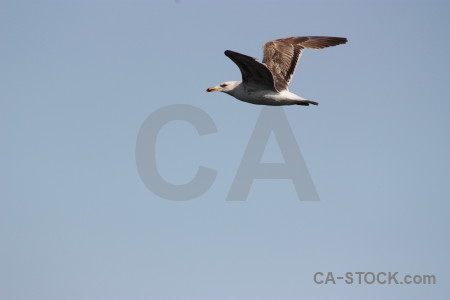 Bird sky animal flying.