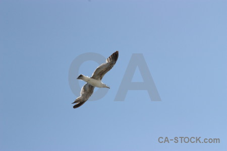 Bird sky flying animal.