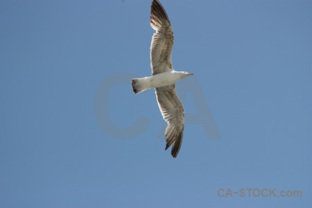 Bird sky flying animal.