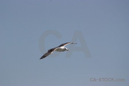 Bird sky flying animal.