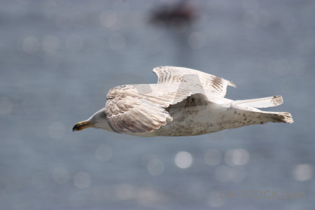 Bird sky flying animal.