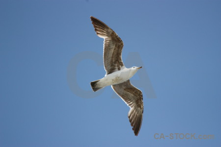 Bird sky flying animal blue.