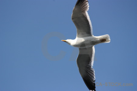 Bird sky flying animal blue.