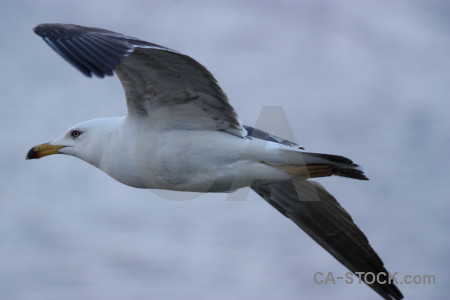 Bird sky flying animal seagull.