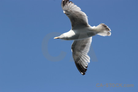 Bird sky flying seagull animal.