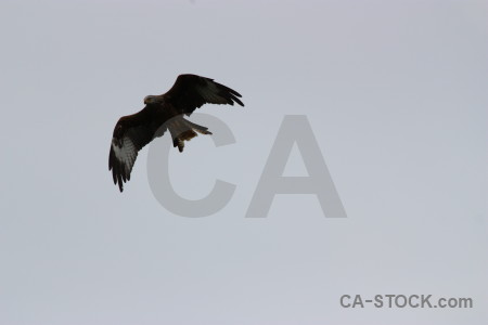 Bird sky gray animal flying.