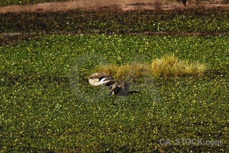 Bird south america duck lake andes.