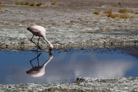 Bird south america salt lake andes.