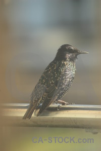 Bird starling animal.