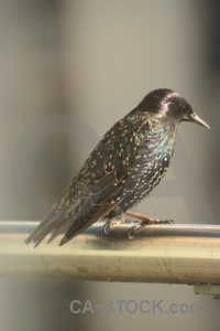 Bird starling animal.