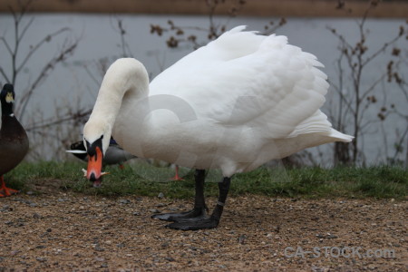 Bird swan animal aquatic water.