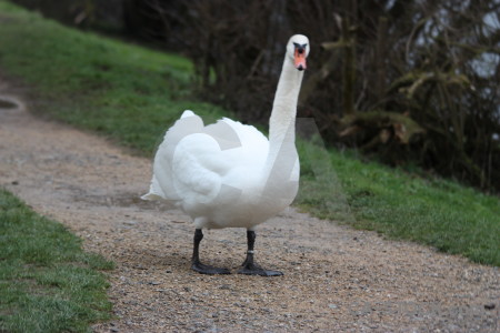 Bird swan animal green aquatic.