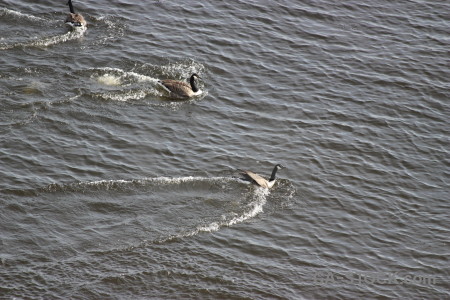 Bird water aquatic pond animal.