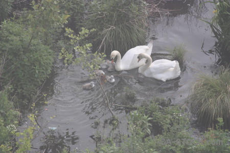 Bird water pond animal swan.