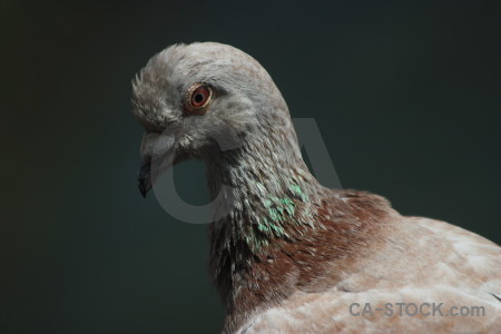 Black dove pigeon bird animal.