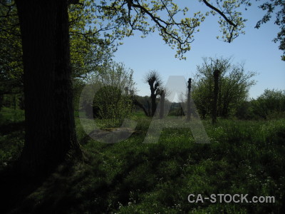 Black field.