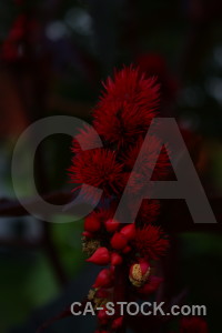 Black flower plant red.