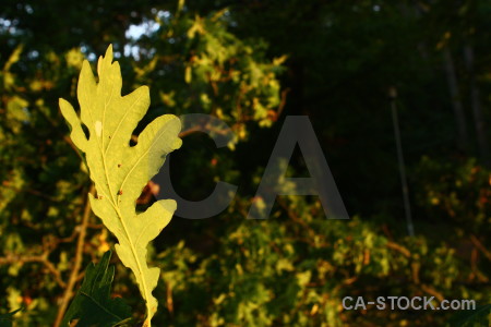 Black leaf yellow.