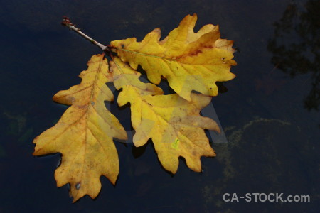 Black orange leaf yellow.