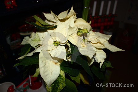 Black plant christmas flower.