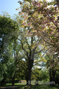 Black single tree green.