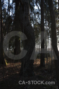 Black tree single.