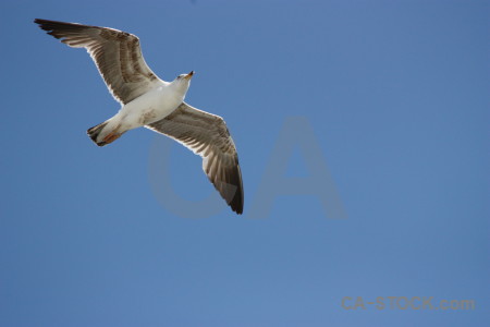 Blue animal bird flying sky.