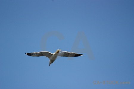 Blue animal bird flying sky.