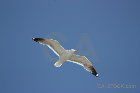 Blue animal flying bird sky.