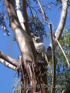 Blue animal koala.
