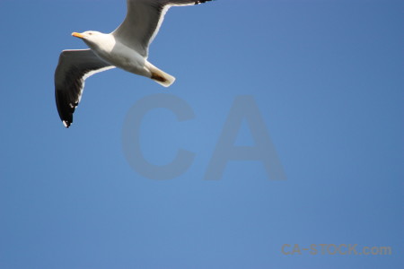 Blue bird flying sky animal.