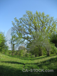 Blue field grass green meadow.