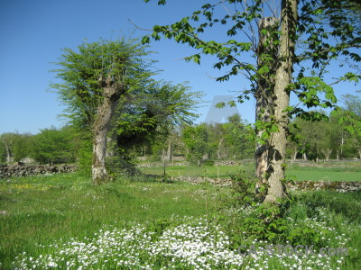 Blue field green.