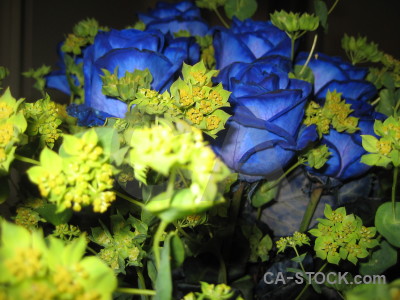 Blue flower yellow plant green.