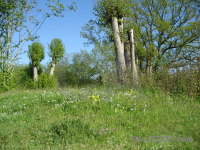 Blue green field.