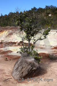 Blue rock tree.