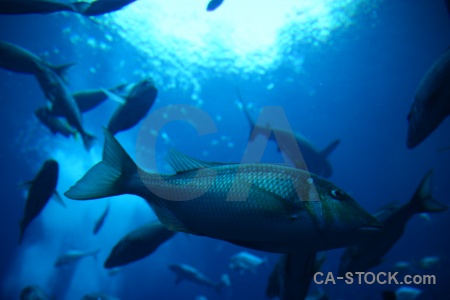 Blue uae fish underwater asia.