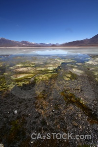 Bolivia plant water south america reflection.