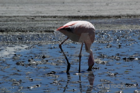 Bolivia salt lake andes laguna hedionda flamingo.