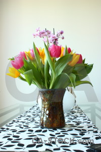 Bouquet tulip plant vase flower.