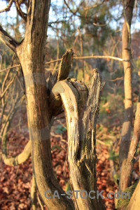 Branch brown tree.