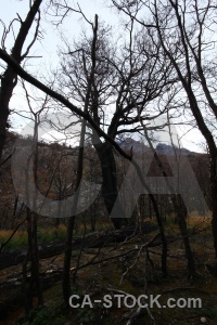 Branch day 4 patagonia south america dead.