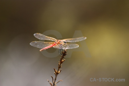 Branch dragonfly europe animal spain.
