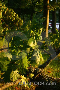 Branch green tree yellow leaf.