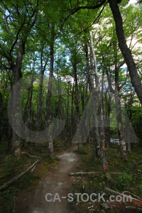 Branch patagonia argentina tree path.