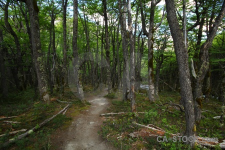 Branch south america patagonia argentina path.