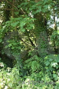 Branch tree leaf green.