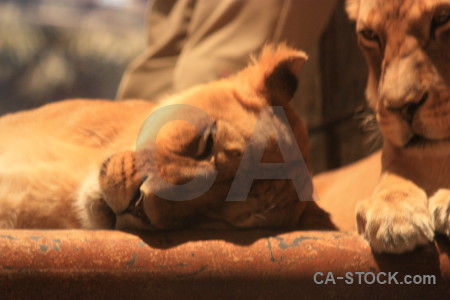 Brown animal cat lion orange.