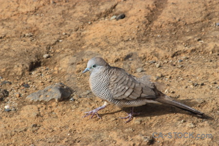 Brown bird animal.